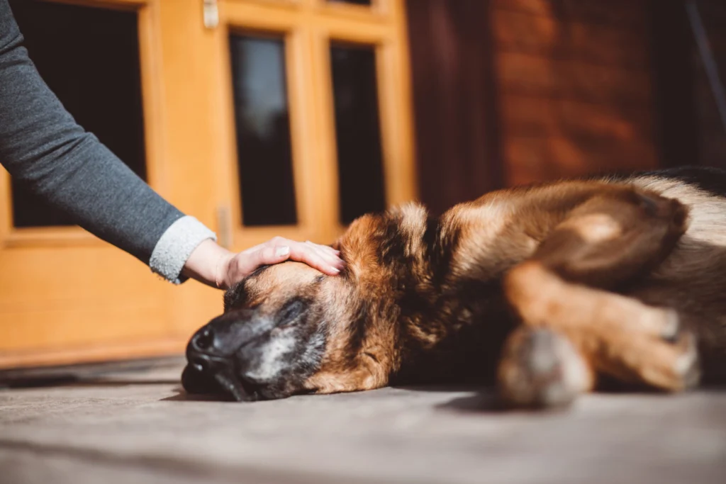 Owner comforting senior dog with care