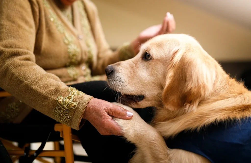 Owner holding senior dog’s paw