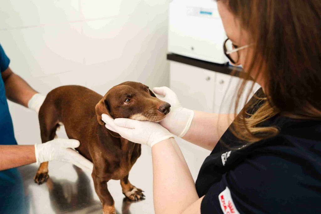 Veterinarian examining a senior dog