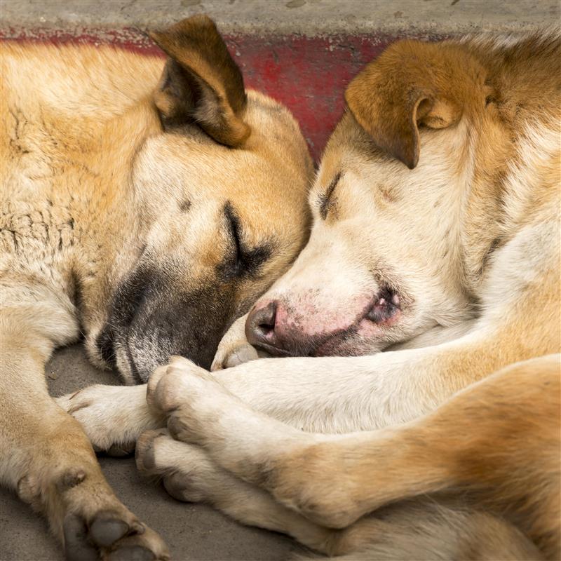 Two elderly dogs sleeping cuddled together