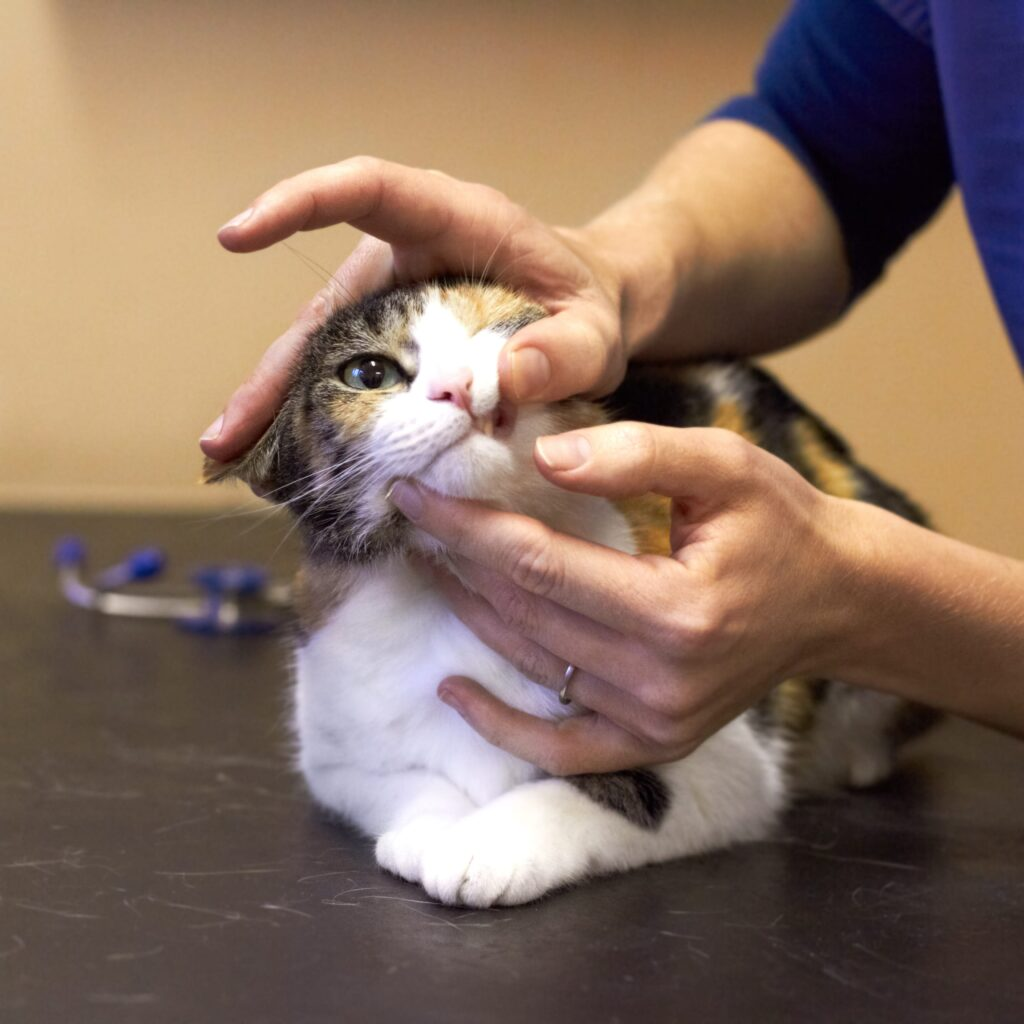 Veterinarian checking elderly cat’s mouth