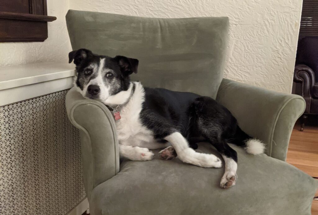 A dog resting on a chair in a room