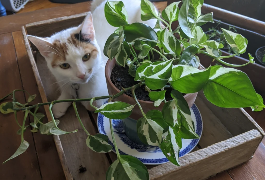 white cat resting next to a potted plant