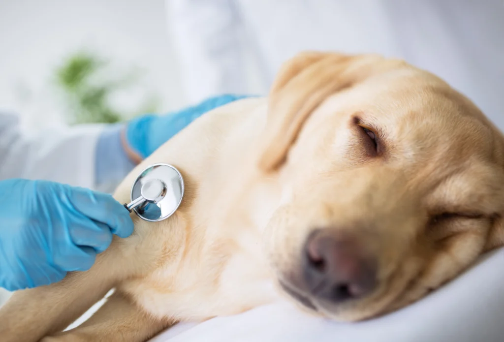 Compassionate vet examining senior dog