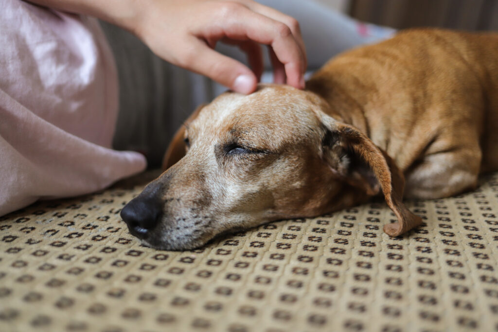 dog laying on a bed