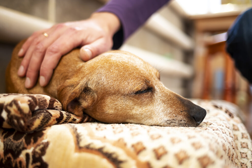 Senior Dog resting while being petted