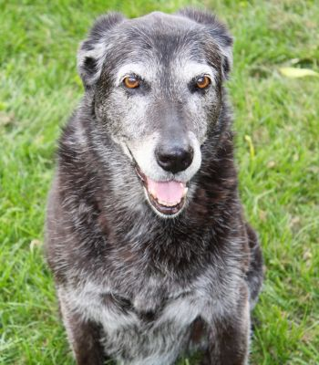 Senior dog resting outdoors
