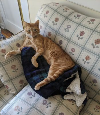 An orange cat resting on a couch