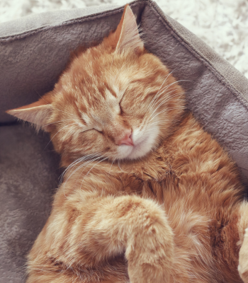 An orange cat sleeping on a pet bed