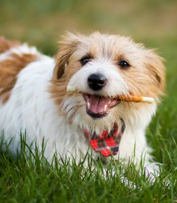 A playful dog holding a stick in its mouth