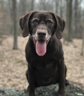 senior labrador