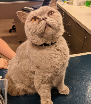 A cat sitting on a desk in an office