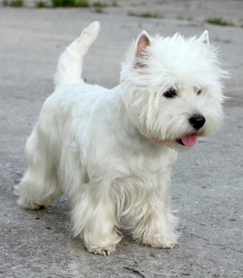 A white dog standing outdoors