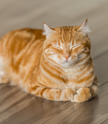 Senior cat resting peacefully, symbolizing comfort during palliative care for congestive heart failure
