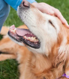 Senior golden retriever resting peacefully - representing comfort care for dogs with cancer.