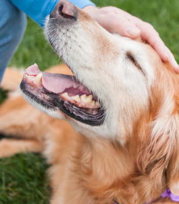 Senior golden retriever resting peacefully - representing comfort care for dogs with cancer.