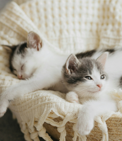 Young cat with feline leukemia virus