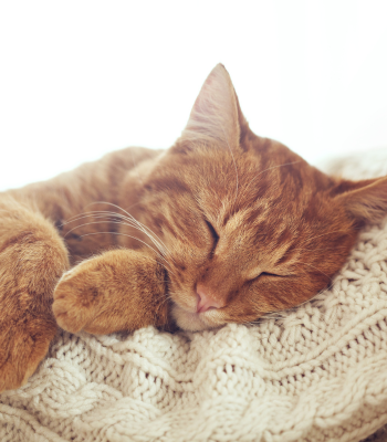 senior cat resting peacefully on a blanket - understanding seizures in cats, quality of life, and when euthanasia might be the kindest option