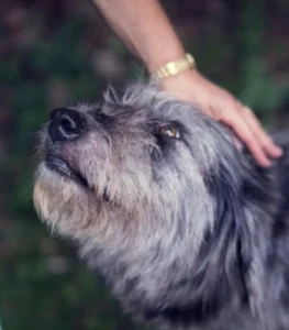 A person gently pets a dog