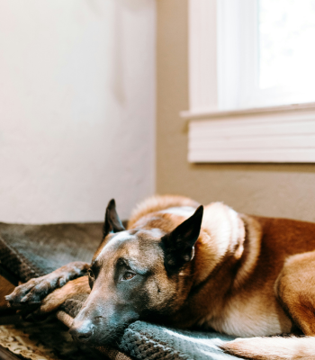 A dog resting comfortably on a bed in a room