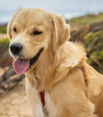 A golden retriever sitting