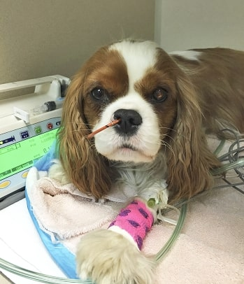 dog in intensive care unit