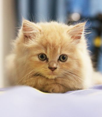 A fluffy orange kitten sitting