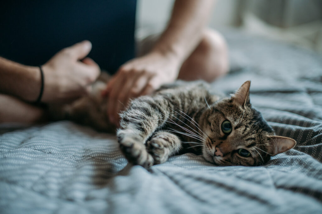 Senior cat relaxing on a bed while receiving gentle care