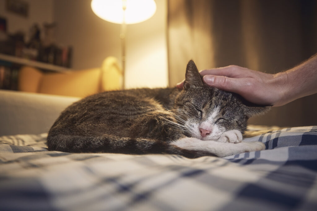 Senior cat resting comfortably while being gently petted at home
