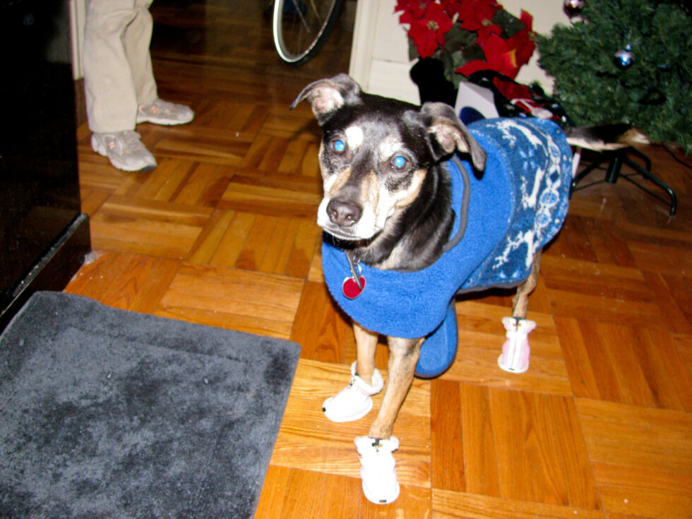 Senior dog wearing booties indoors