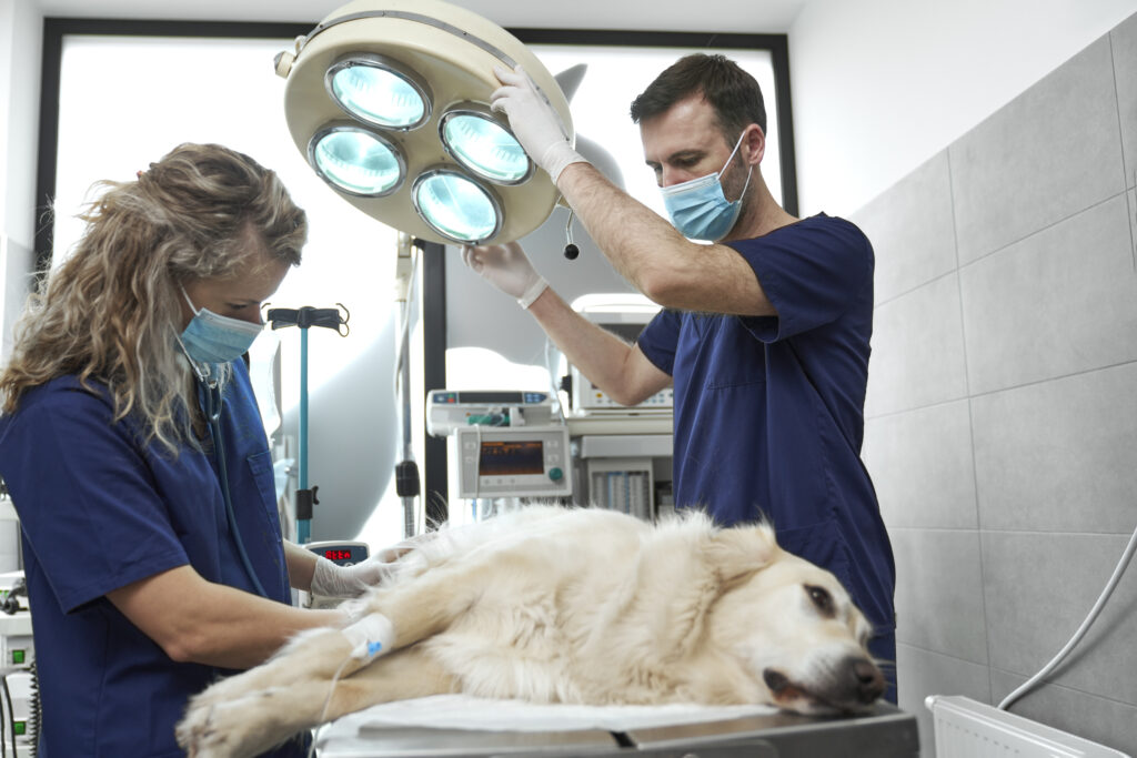 Veterinarian providing senior dog care