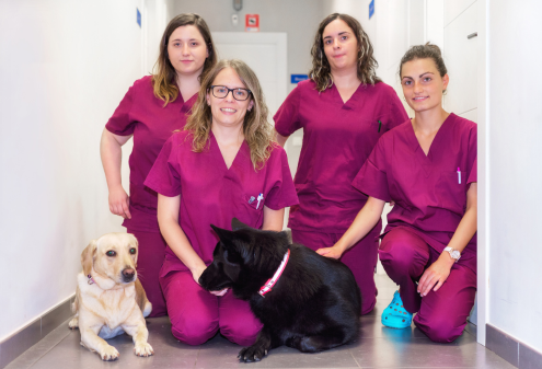 Compassionate mobile vets with senior dogs