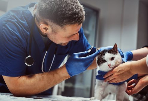 Gentle vet examining cat during hospice care